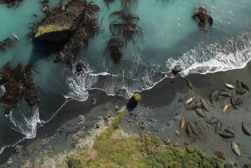 Southern elephant seals filmed by a drone.