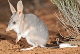 The bilby is an endangered desert-dwelling marsupial