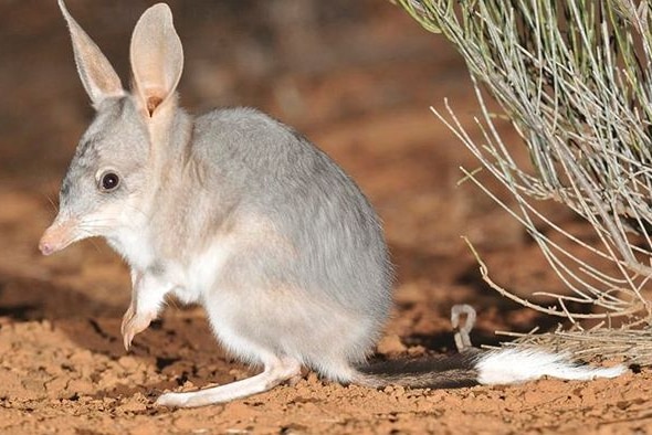 The bilby is an endangered desert-dwelling marsupial