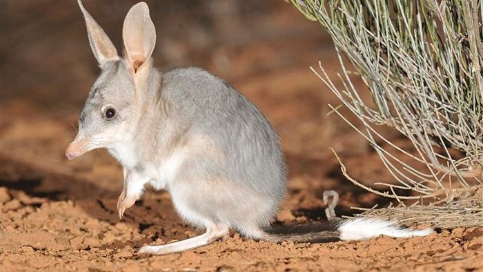 The bilby is an endangered desert-dwelling marsupial
