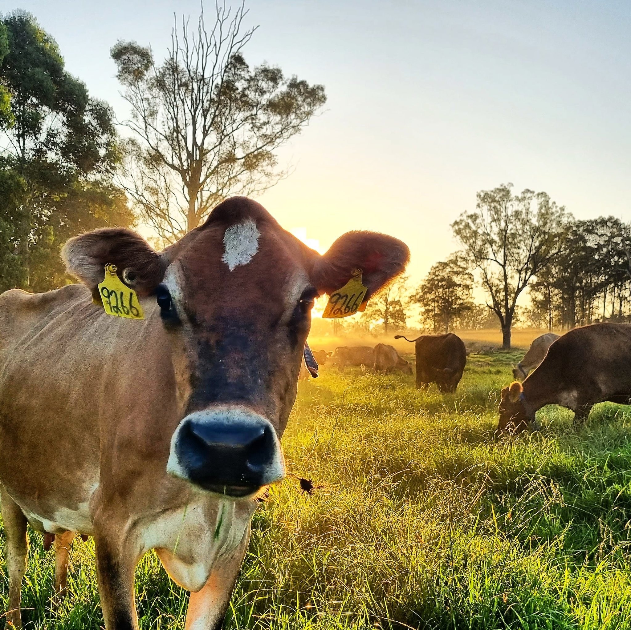 a cow close to camera with others behind in a field as the sun rises  