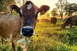 a cow close to camera with others behind in a field as the sun rises  