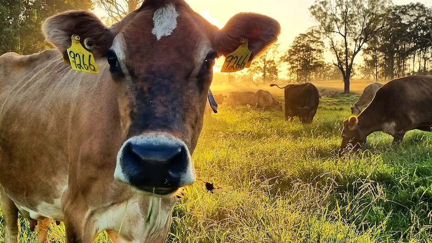 a cow close to camera with others behind in a field as the sun rises  