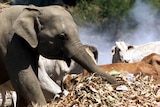 An elephant reaches into a pile of rubbish with its trunk.