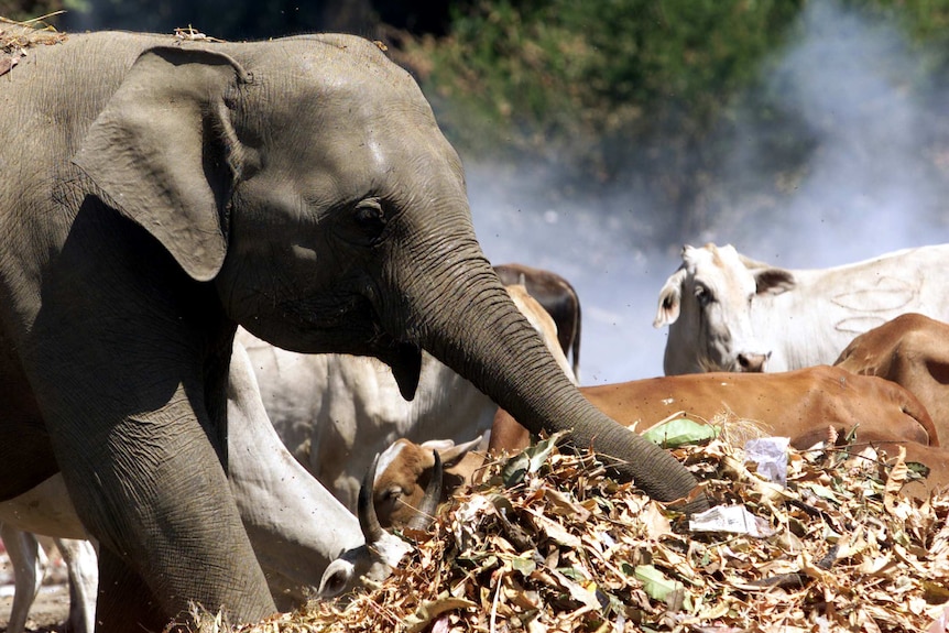 An elephant reaches into a pile of rubbish with its trunk.