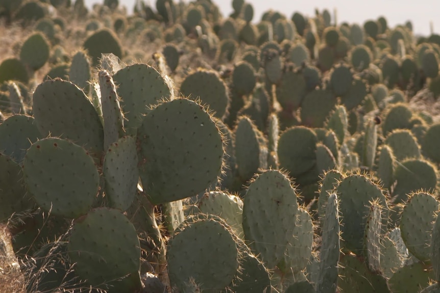 A close up photo of some green cacti 