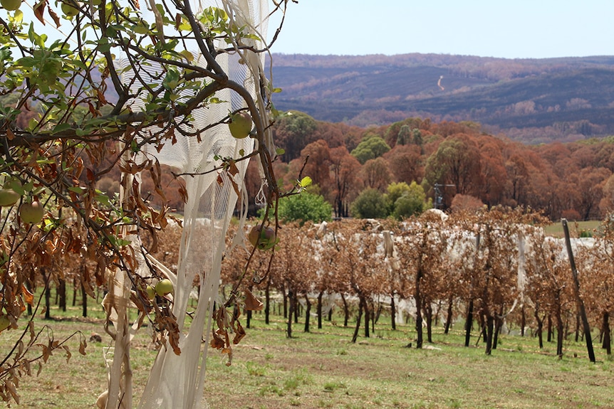 Nets hang from burnt apple trees.