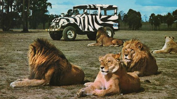 Five lions lay resting at the African Lion Safari.