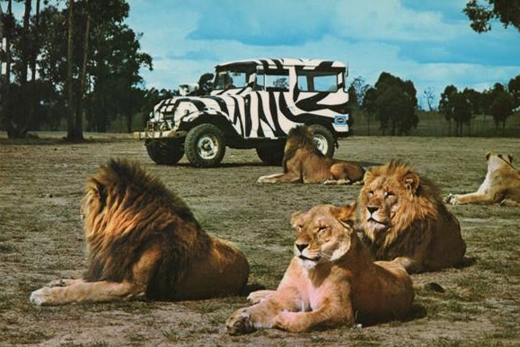 Five lions lay resting at the African Lion Safari.