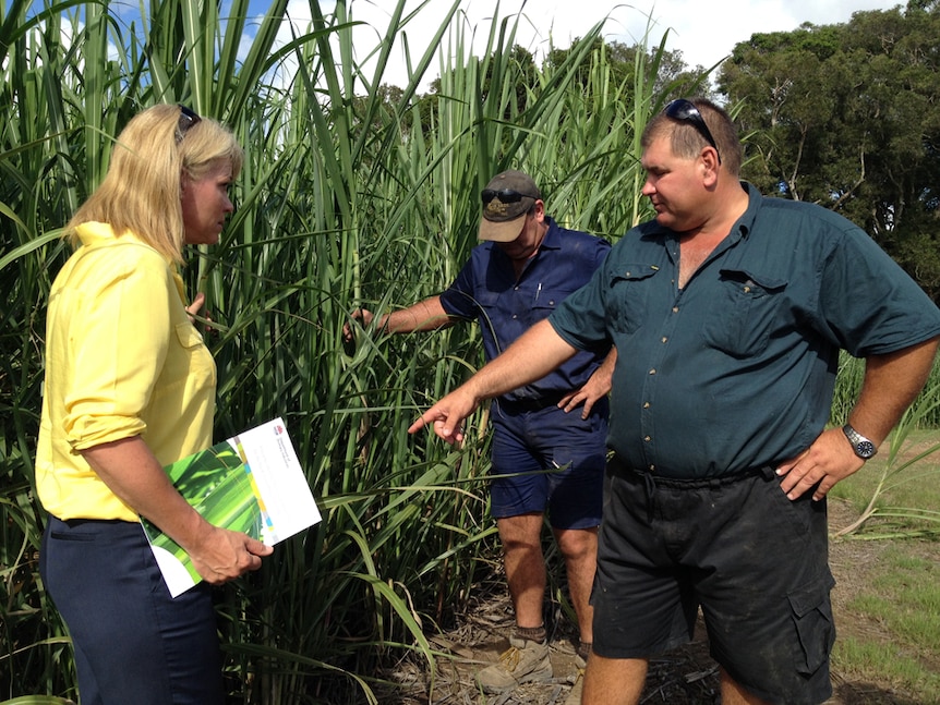 A woman and two men look at cane on a farm