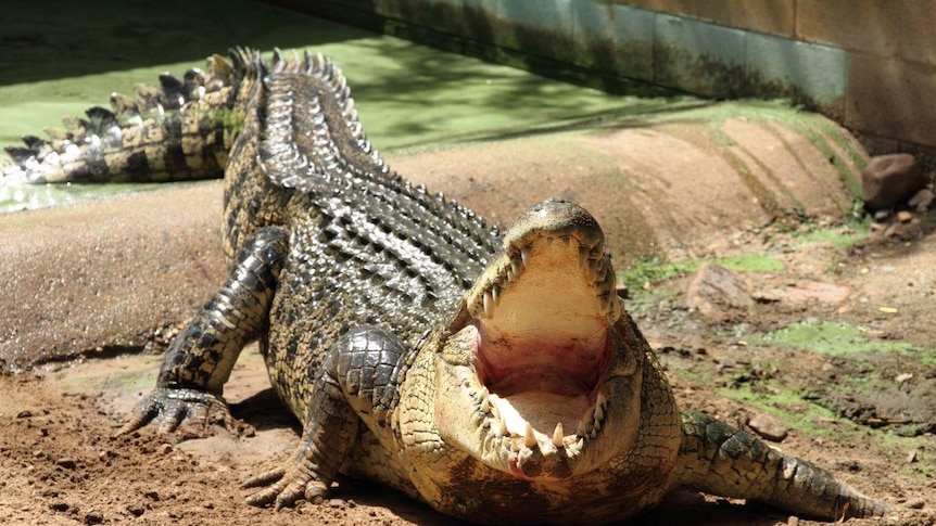 Ingham authorities are warning that crocodiles could be another hazard in floodwaters. (File image)