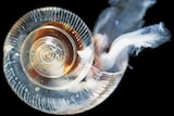 Pteropod with dissolving shell