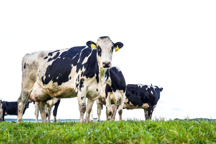 Black and white dairy cows in a paddock , one looks at the camera.