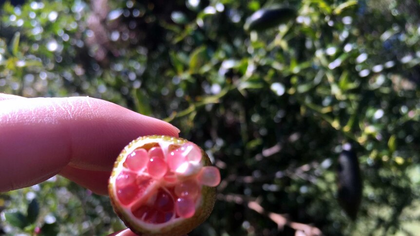 The pink interior of a finger lime.