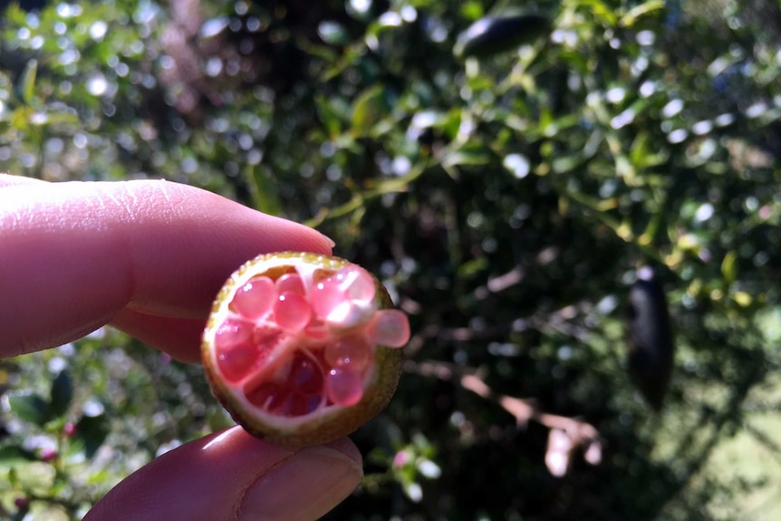 The pink interior of a finger lime.