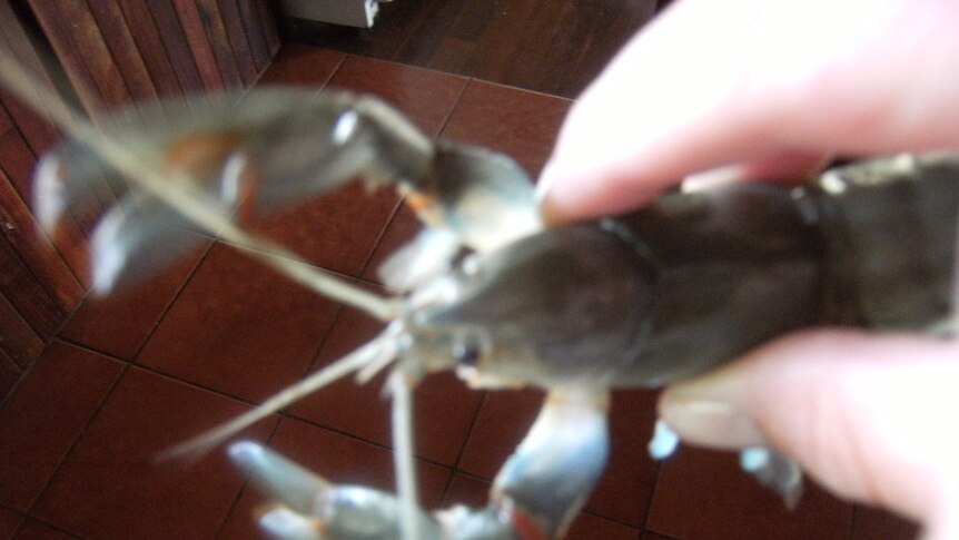 Here's a close up of a yabby if you haven't seen one before.
