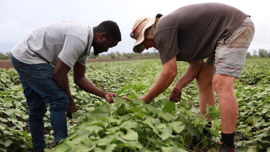Former refugee Jean Ntakarutimana and CQ farmer Eric Coleman inspect sweet potato plants in the field.