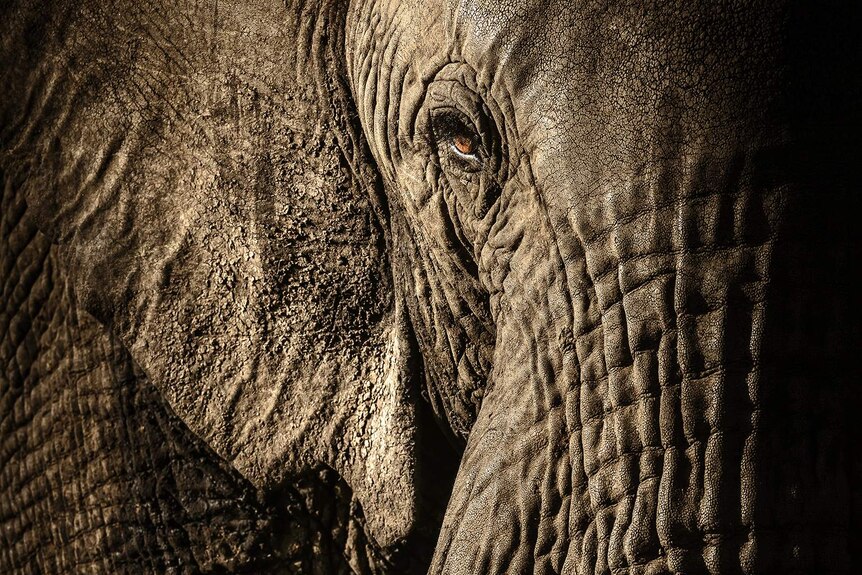 The matriarch of an elephant herd in Kenya stares at the photographer.