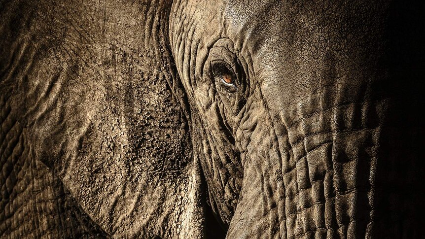 The matriarch of an elephant herd in Kenya stares at the photographer.