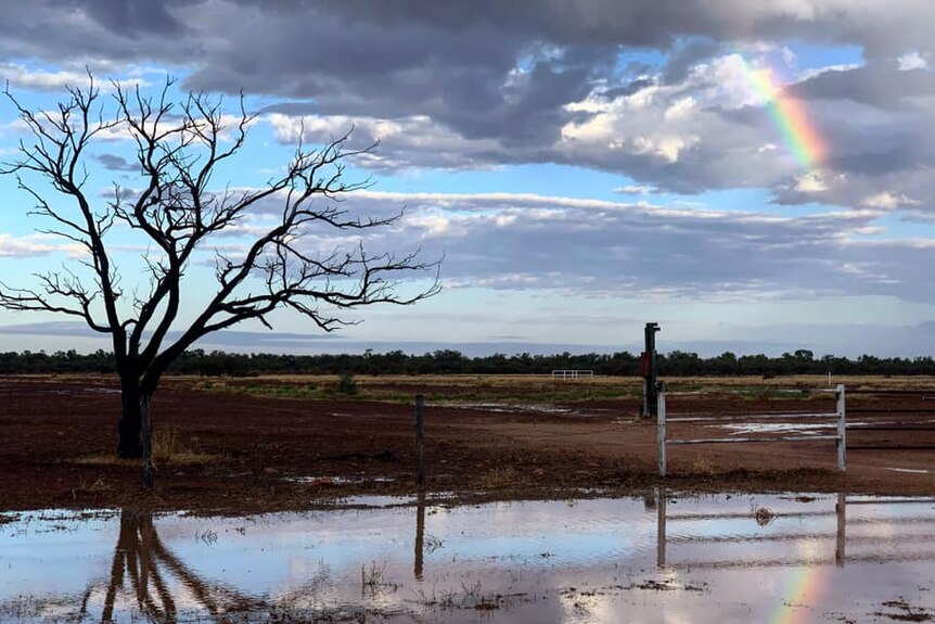 A photo of a wet paddock with a bare tree in it. A rainbow is in the sky.