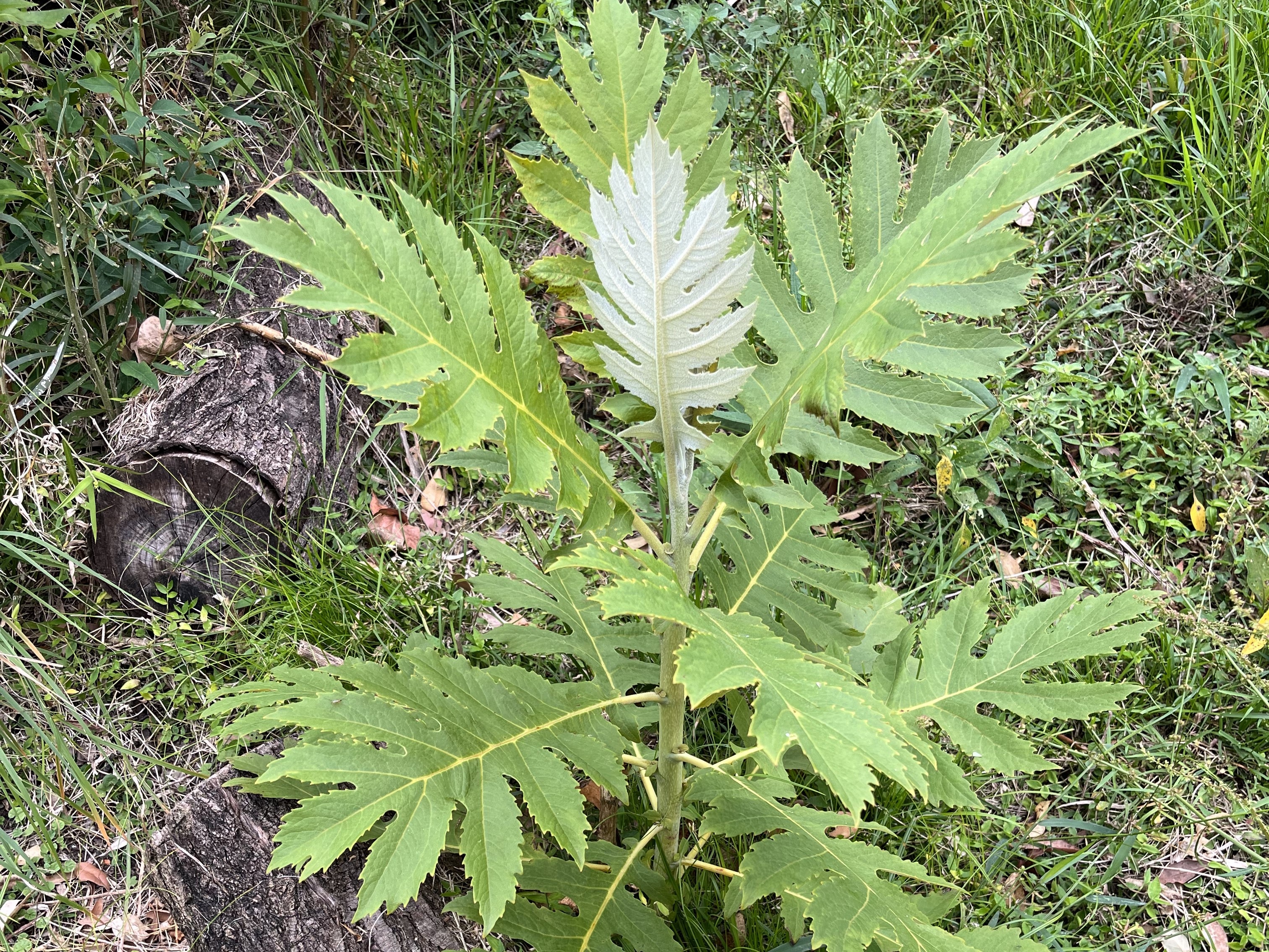 A close up image of a young plant with green leaves, and deep serrations along the leaves. 