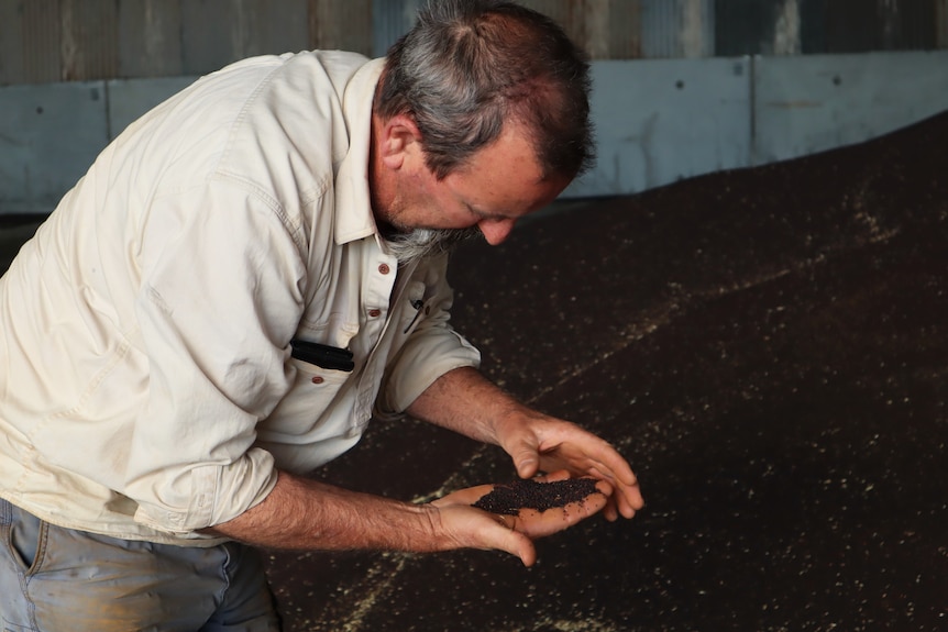 Farmer looking at his canola seed post harvest.