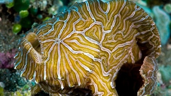 The Histiophryne Psychedelica, known also as the Psychedelic Frogfish