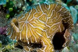 The Histiophryne Psychedelica, known also as the Psychedelic Frogfish