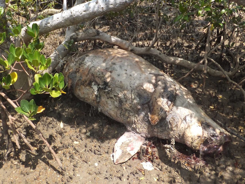 A Dugong washed up in Queensland mangroves on the Fraser Coast