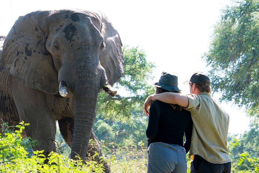A large elephant approaches a man and a woman who have their arms around each other