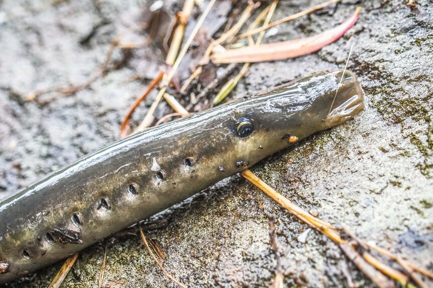 An eel slides up a rock