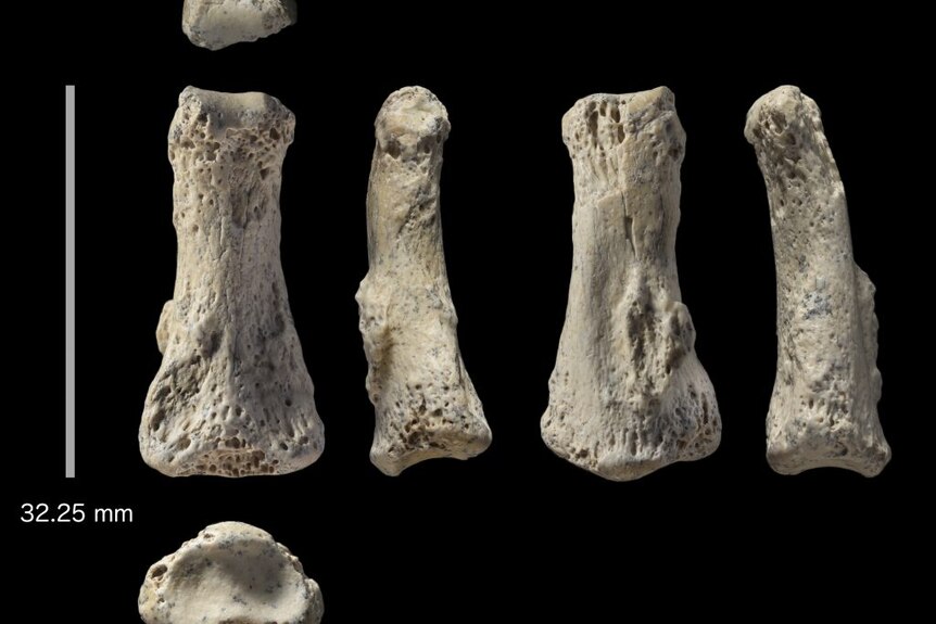 Fossil finger bones lined up against a black background