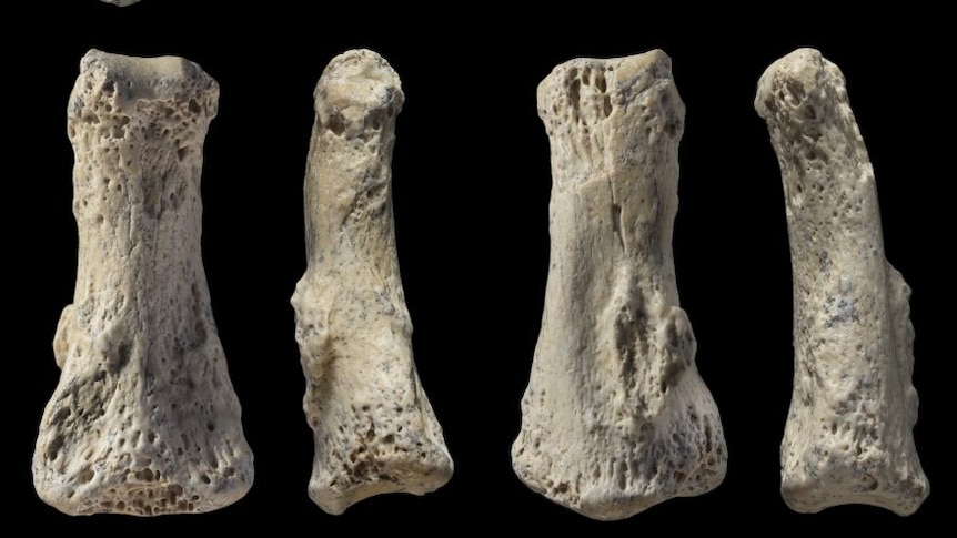 Fossil finger bones lined up against a black background