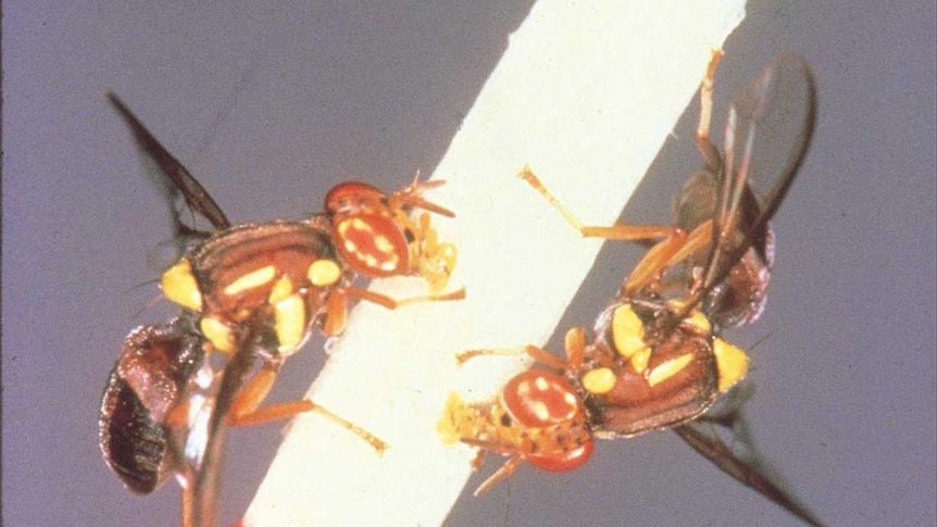 Queensland fruit fly