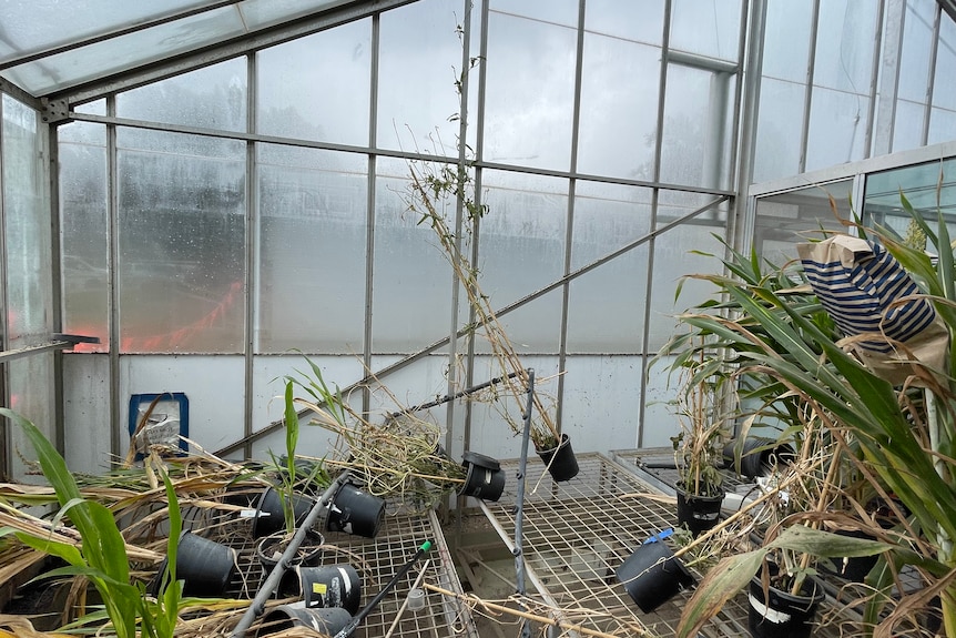 Research plants in pots knocked over and dying inside a glasshouse. 