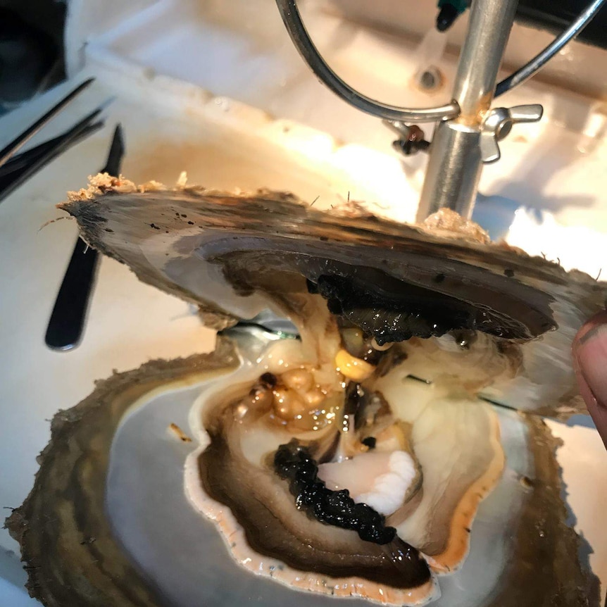 Close up of inside a pearl oyster