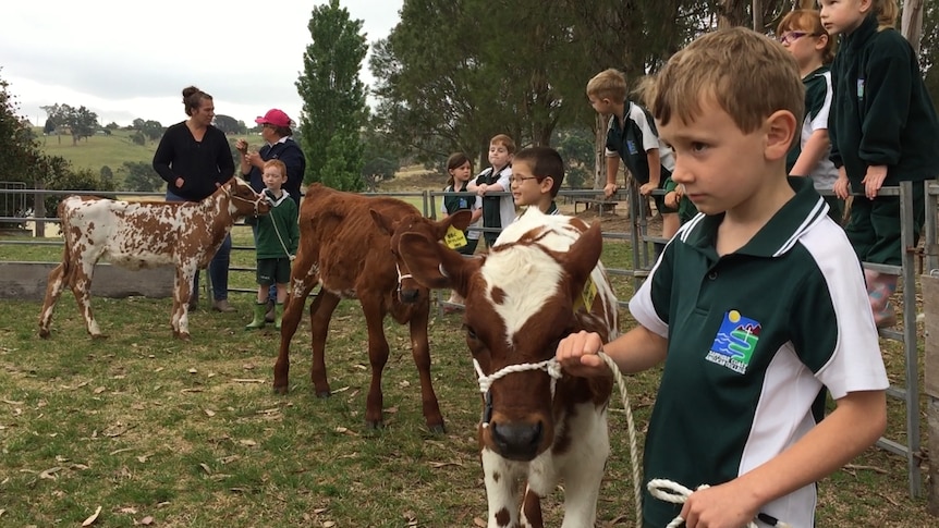 Three young children are being taught how to lead dairy calves in a cattle yard in the Bega Valley.