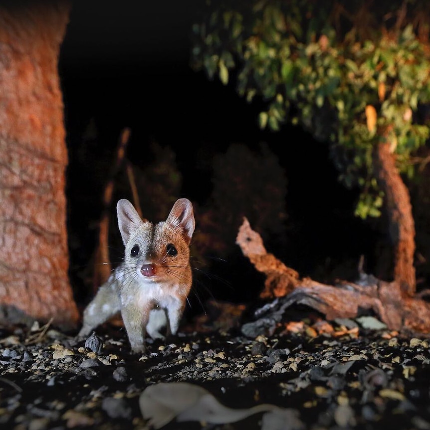 A small brown mammal with white spots comes out of a rock hide-out.