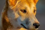A young dingo looks into the sun in this close-up shot.