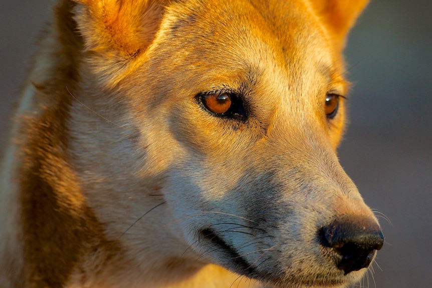A young dingo looks into the sun in this close-up shot.