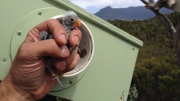 The nest boxes that helps prevent sugar gliders from eating endangered birds