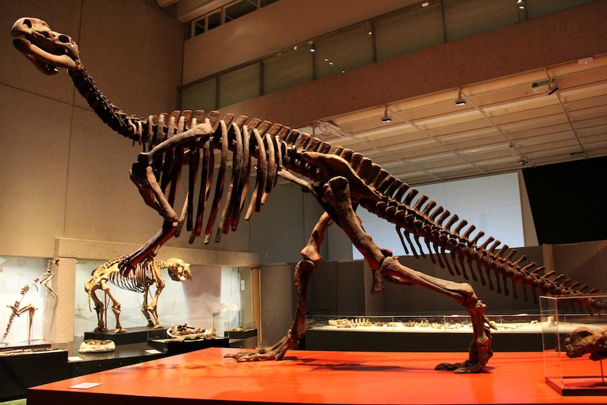 A scale model of a Muttaburrasaurus langdoni at the Lost Creatures: Stories from Ancient Queensland.