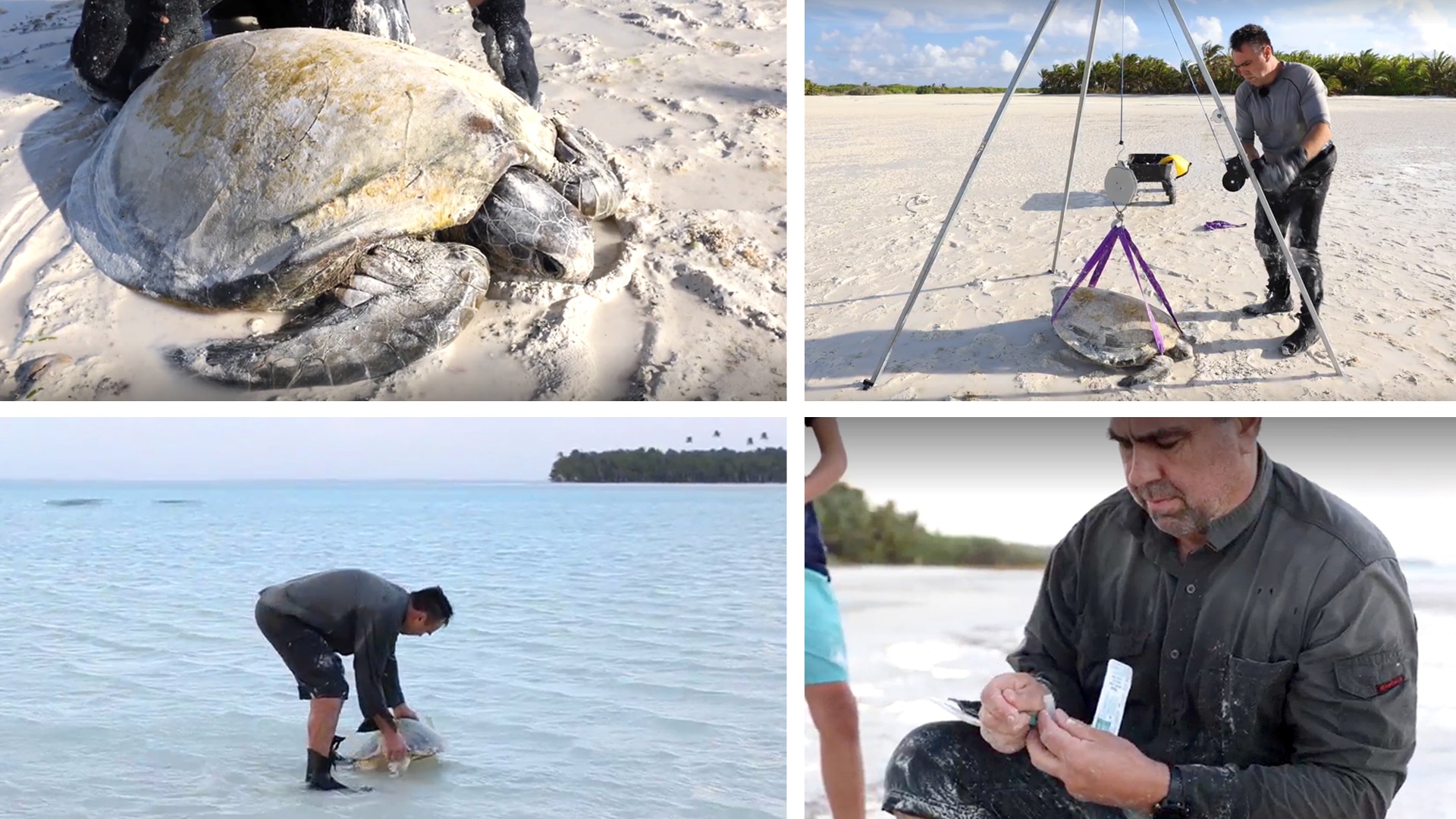 A composite image of a turtle and scientists on a beach.