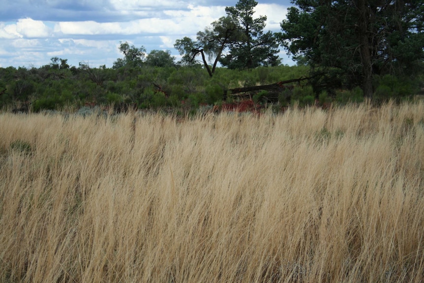 A photo of brown, tall grass growing in an open area, surrounded by trees.