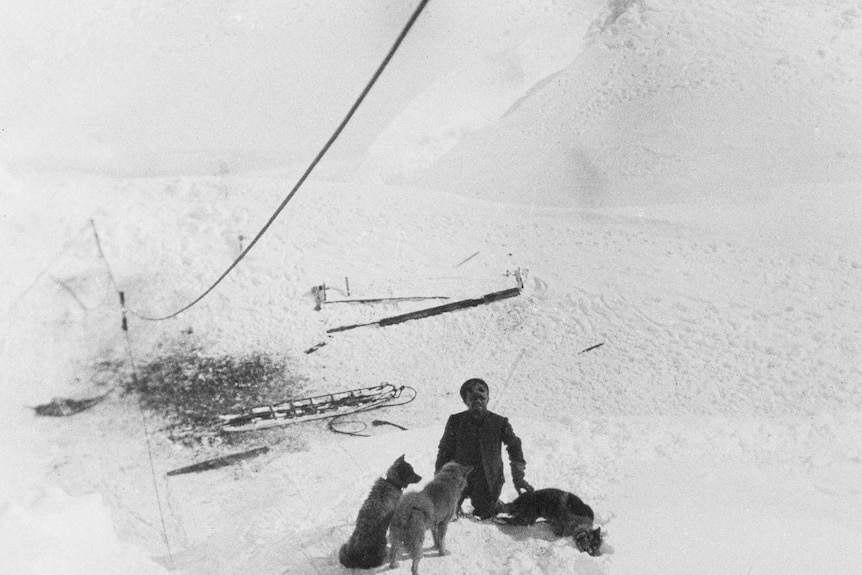 Unloading huskies from ship.