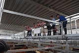 Agents wait for bids at Wodonga saleyards.