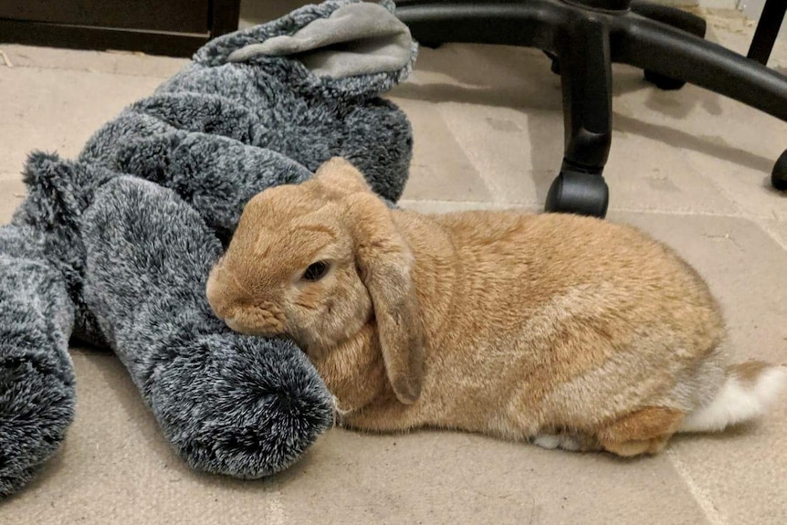 Leonard the mini lop rabbit owned by Mike and Sarah