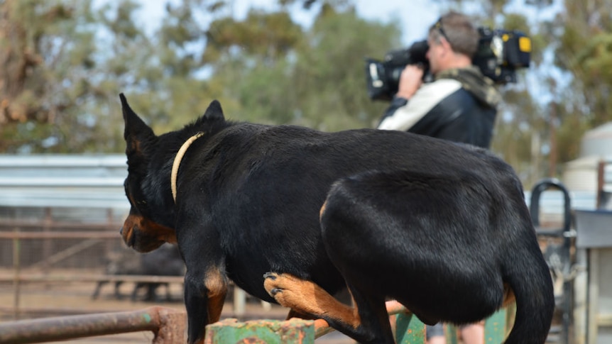 Kelpie jumping high yard fence as cameraman films in background.