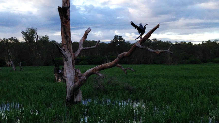 Wildlife depends on annual flooding in the World Heritage listed wetlands of Kakadu National Park