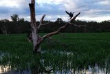 Wildlife depends on annual flooding in the World Heritage listed wetlands of Kakadu National Park